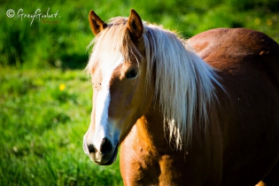 ©Greggabet photographie caudry photos animaux chevaux 59 