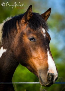 ©Greggabet photographie caudry photos animaux chevaux 59 