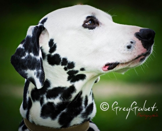 ©Greggabet photographie caudry photos animaux dalmatien 59 