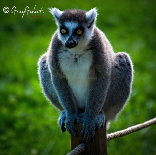 ©Greggabet photographie caudry photos animaux zoo 59 