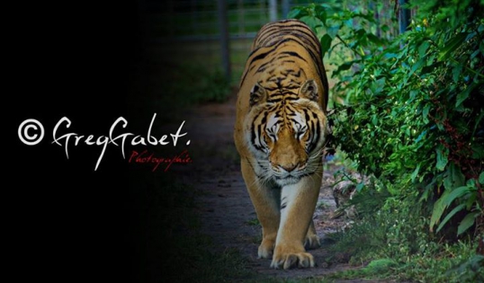 ©Greggabet photographie caudry photos animaux zoo tigre 59 