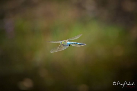 ©Greggabet photographie caudry photos animaux zoo libellules 59 