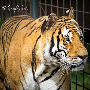 ©Greggabet photographie caudry photos animaux  zoo tigre 59 